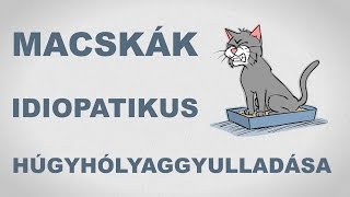 Macskák idiopatikus húgyhólyaggyulladása  csak egyszerűen [upl. by Yelrah377]