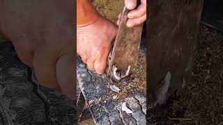 Horse hoof cutting horse hoof satisfying farrier farrierlife oddlysatisfying equestrian foal [upl. by Asum]