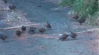 Large Covey of California Quail in the wild [upl. by Broderick]