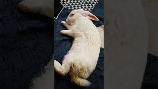 Haye Haye maze😍🫣🐇♥️rabbit bunny shortvideo [upl. by Enetsuj]