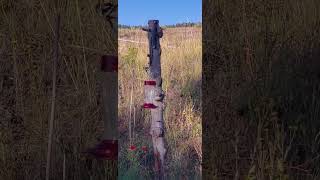 Sapsucker colorado birds [upl. by Annayd]