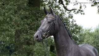 Impressionen der Trakehner Vorauswahlreise 2013 [upl. by Marylynne553]