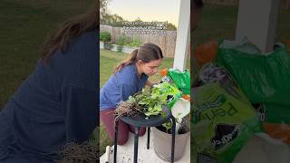 new plant🌱gardeningtips backyardgarden houseplants pothosplant houseplant plantcare plants [upl. by Marilin330]