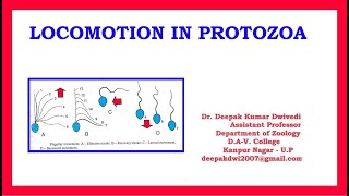 Locomotion in Protozoa [upl. by Merp909]