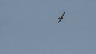 Roughlegged Hawk In Hovering Flight [upl. by Inafit]