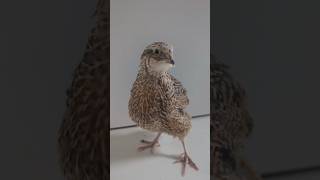 Mutacje przepiórek  włoska hetero sparkly hodowla hobby przepiórki polishboy coturnix quail [upl. by Cosette]