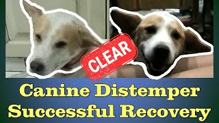 Surviving Distemper  A Success Story [upl. by Kcirdderf]