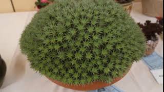 Succulents Identification Deuterocohnia brevifolia [upl. by Dloreg]