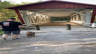 Last covered bridge in Summit County Ohio dudebridge summitcounty walking rescuedog [upl. by Ahseki]