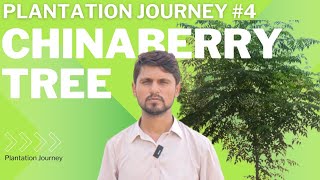 plantation journey 4  plantation of chinaberry tree  dharaik  دھریک کی شجر کاری [upl. by Odraode651]