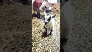 Baby Pygmy Goat So cute 🥰 I just love him [upl. by Enawtna]