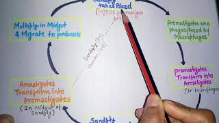 Leishmania donovani kala azarleishmaniasis life cycleclinical featurelab diagnosis of kala azar [upl. by Floss]