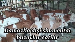 Simmental Buzovlar Satilir Tel0773283284 [upl. by Cudlip973]