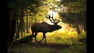 A look at Pennsylvanias elk herds [upl. by Foote991]