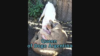 Queen of Dogo Argentino 도고 아르젠티노 여왕 [upl. by Trilbi]