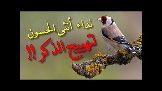 تغريد انثى الحسون لتهييج الذكر ⁄ Lappel de la femelle pour motiver le chardonneret à chanter [upl. by Earased145]