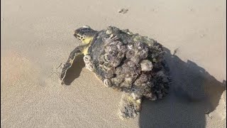 A kind man found a poor sea turtles laid on the beach his back covered full of barnacles [upl. by Jacoby299]