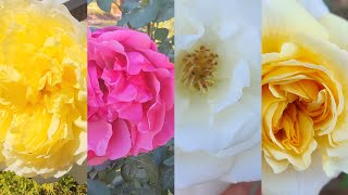 November fall flowers roses ice berg Deelish poets wife lavender 十一月秋天的月季花藤冰山诗人妻子 [upl. by Kciv]