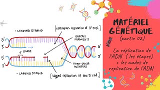 Le matériel génétique🔔 partie 02  La réplication de LADN  📣📣EXPLICATION L2 Génétique SNV [upl. by Attaynek421]