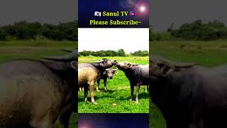 Buffalo Animal World 버팔로떼의 이동 Cambodia Travel [upl. by Ardnwahs]