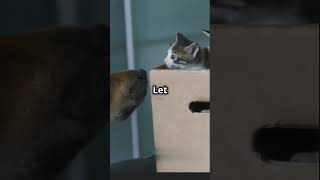 How to Safely Introduce Dogs to Cats 🐶🐱 [upl. by Latif]