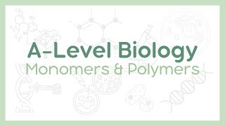 MONOMERS AND POLYMERS  Condensation vs Hydrolysis reactions  ALevel Biology AQA OCR Edexcel [upl. by Sheree144]