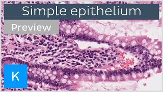 Simple Columnar Epithelium  Location  Function  Types [upl. by Alleul]