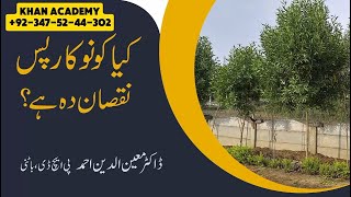 Benefits and Care Tips for Conocarpus Trees  Prof Dr Moeen Ud Din Ahmad Siddiqui [upl. by Anairad]