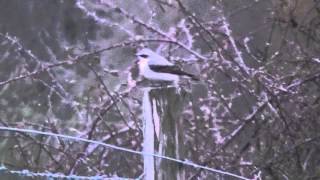 Wildlife  Wheatear of Blashford Lakes [upl. by Rania]