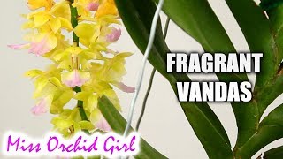 Aerides houlletiana amp other fragrant Vanda Orchids [upl. by Notirb270]