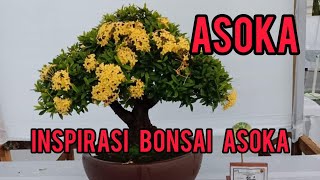 Bonsai asoka terbaik [upl. by Lladnar247]