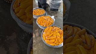 Mullet Roe Harvest in Taiwan shorts taiwanfood fish [upl. by Kristy]