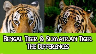 Bengal Tiger amp Sumatran Tiger  The Differences [upl. by Hugues]