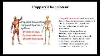 Anatomie et physiologie de l appareil locomoteur [upl. by Hollerman]