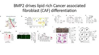 BMP2 drives lipid rich stroma in SETD2deficient Pancreatic cancer Code 733 [upl. by Marino795]