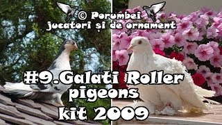 Galati Roller pigeons kit 2009 [upl. by Bently]