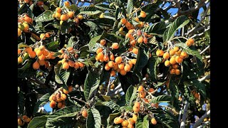 Loquat tree pruning دليل بسيط وسهل لتقليم أشجار الإسكدنيا [upl. by Elockin]