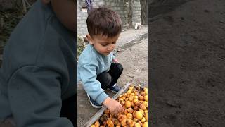 Wakhi Boy Helping her Momhunza dryingapricothunzawaterhunzamusic gulmit travelhunza mountains [upl. by Fairfax]