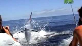 Untamed and Uncut Marlin Impales Boys Face [upl. by Sundin]