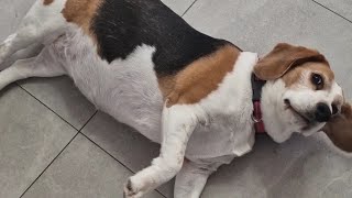 Beagles Doing Tricks They Hate The Most Funny Dog Video Ever [upl. by Ritter]