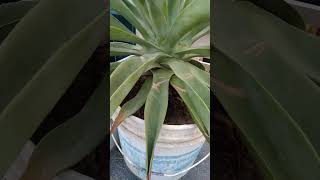 agave plant 🌵☘️ [upl. by Marigold]