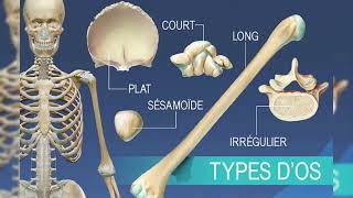 Appareil locomoteur Les os درس العظام اناتومي شرح بالعربية والفرنسية [upl. by Eiaj651]
