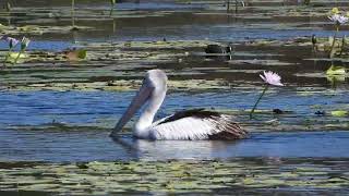 Australian Pelican at Buckleys Hole Birdhide [upl. by Iem]