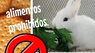 ALIMENTOS PROHIBIDOS PARA CONEJOS NO DES JAMÃS ESTOS ALIMENTOS A TU CONEJO [upl. by Kenwrick]