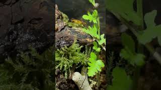 Native Terrarium UPDATE ¦ Nature Sounds [upl. by Eirased500]