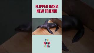 Flipper makes friends with a seal 🦭 TVRerunClub Flipper Adventure [upl. by Happy]