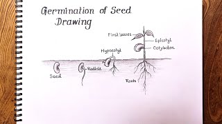 How to draw Germination of seedGermination of Seed Drawing [upl. by Bunch]