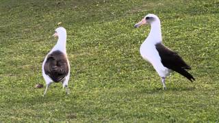 Laysan Albatross courtship in Princeville Kauai Hawaii [upl. by Eastman]