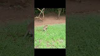 Wildlife monkey in Mohanokor troop monkeyliving shortsvideo [upl. by Maryjo]