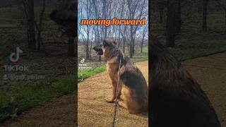 moving forward spring forward German Shepherd GSD puppy ⏰️🙃🐶new shorts ytshorts viral [upl. by Kimberlyn]